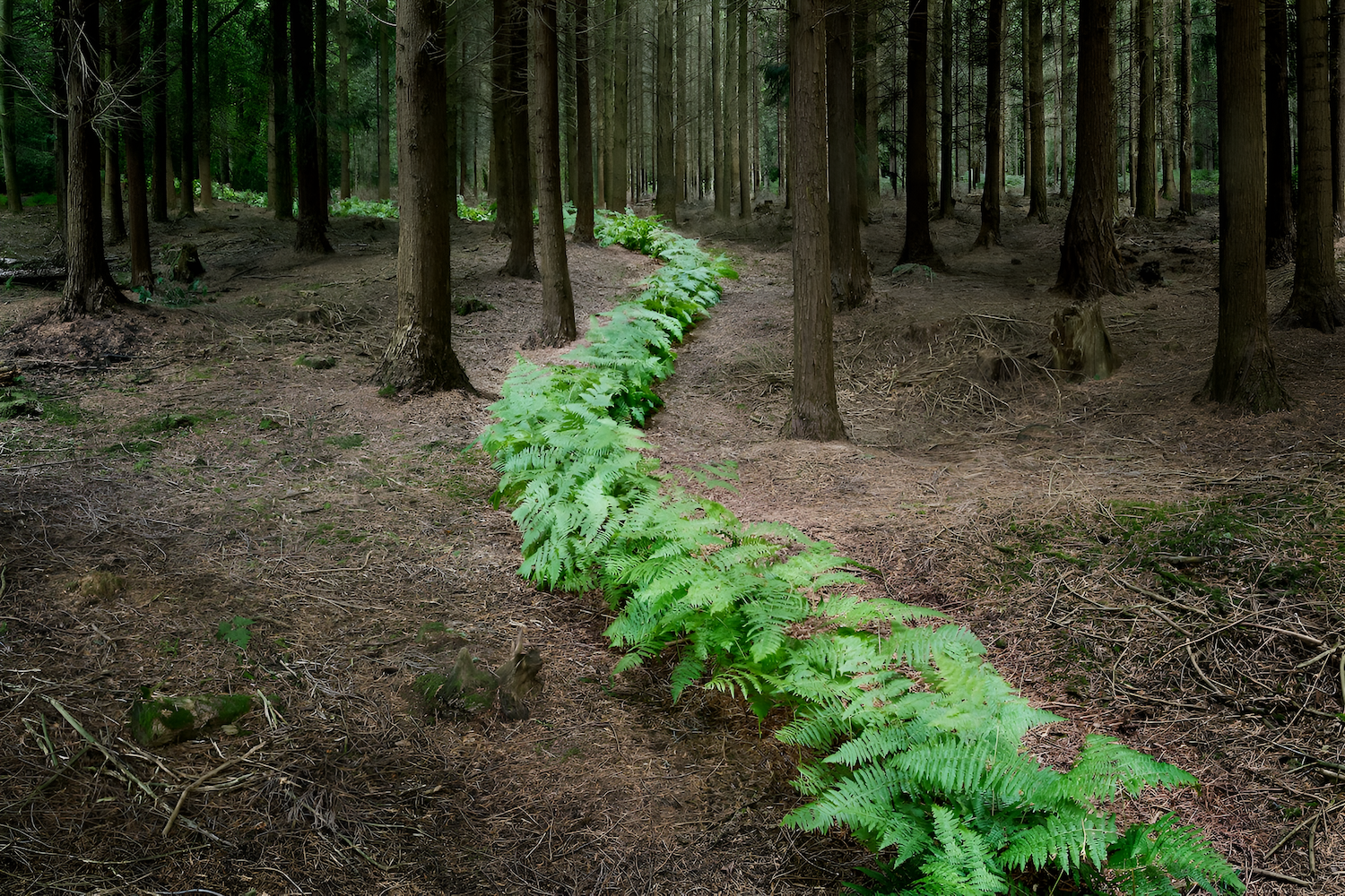 pathway of ferns thought the forest