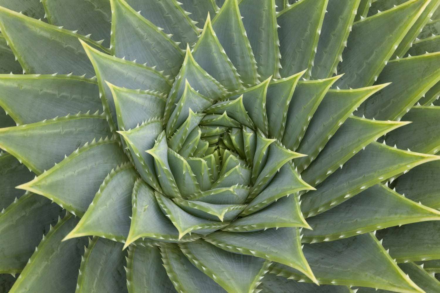 spiral patterns in plants